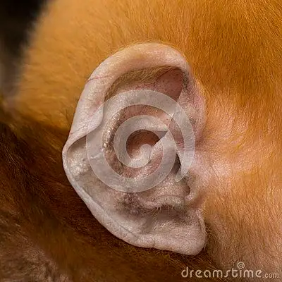 猴子动物的耳是 垂耳吗