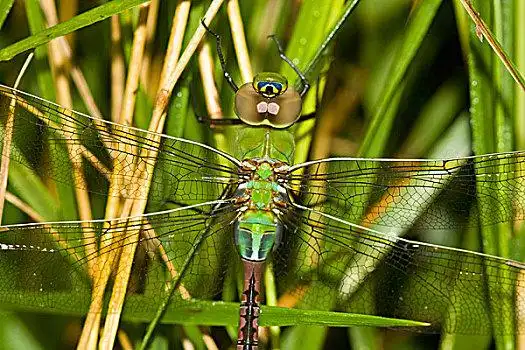 绿蜻蜓图片