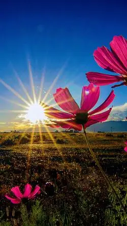 唯美格桑花风景格桑花阳光h5背景高清图片