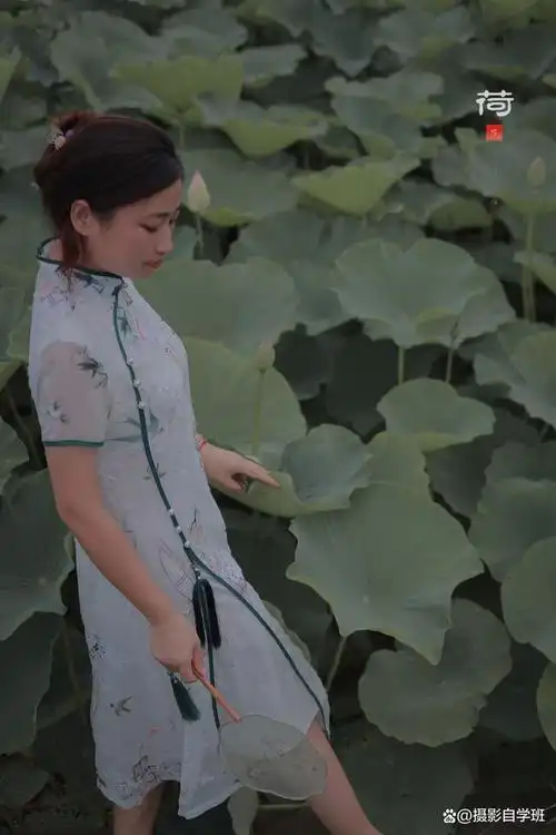 旗袍与荷花绝配,荷花人像拍照的3个技巧,趁荷花还在抓紧拍起来