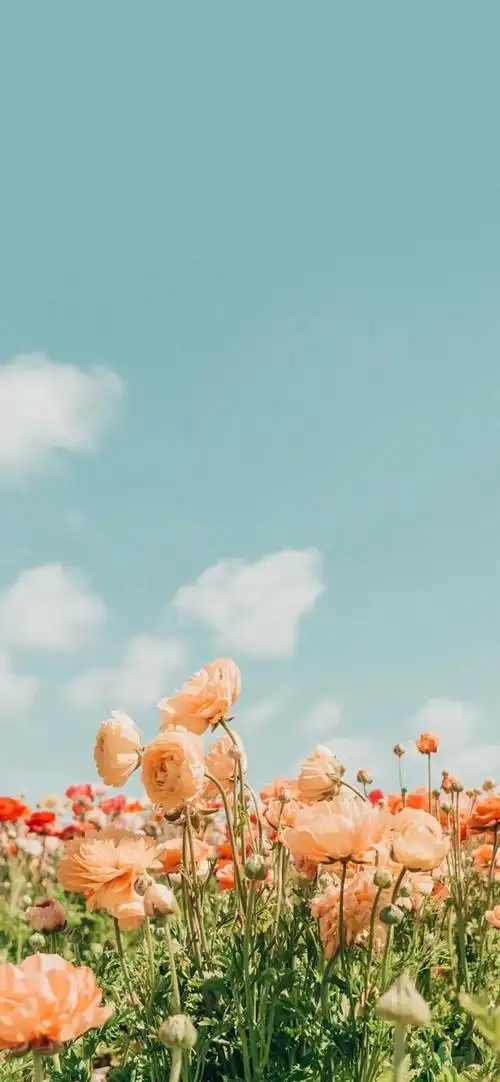 桌面壁纸 唯美,唯美桌面壁纸图片高清(小清新全面屏壁纸)