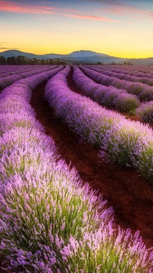 浪漫的薰衣草,锁屏图片,高清手机壁纸,风景-回车桌面