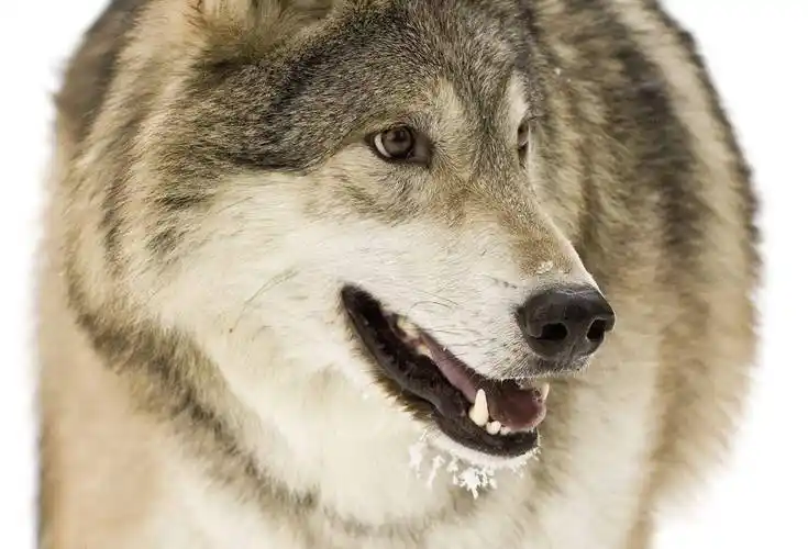 狼怕一托狗怕一摸老一辈的俗语什么意思