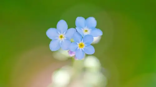 清新淡雅的勿忘我微距摄影高清壁纸
