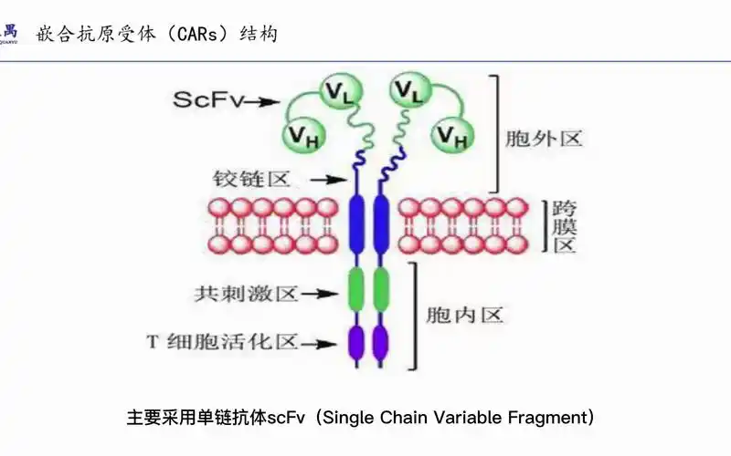 car-t治疗之二:嵌合抗原受体(cars)的组成_哔哩哔哩_bilibili