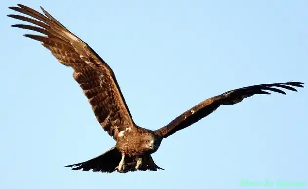 猎鹰by raylau2277 - dcfever.com