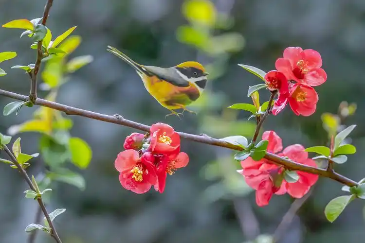鸟语花香春天美