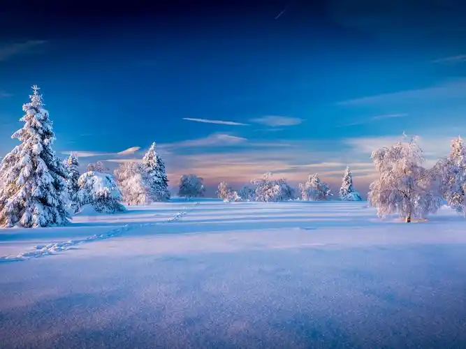 美丽的冬天风景,树,云杉,雪 壁纸 - 1600x1200