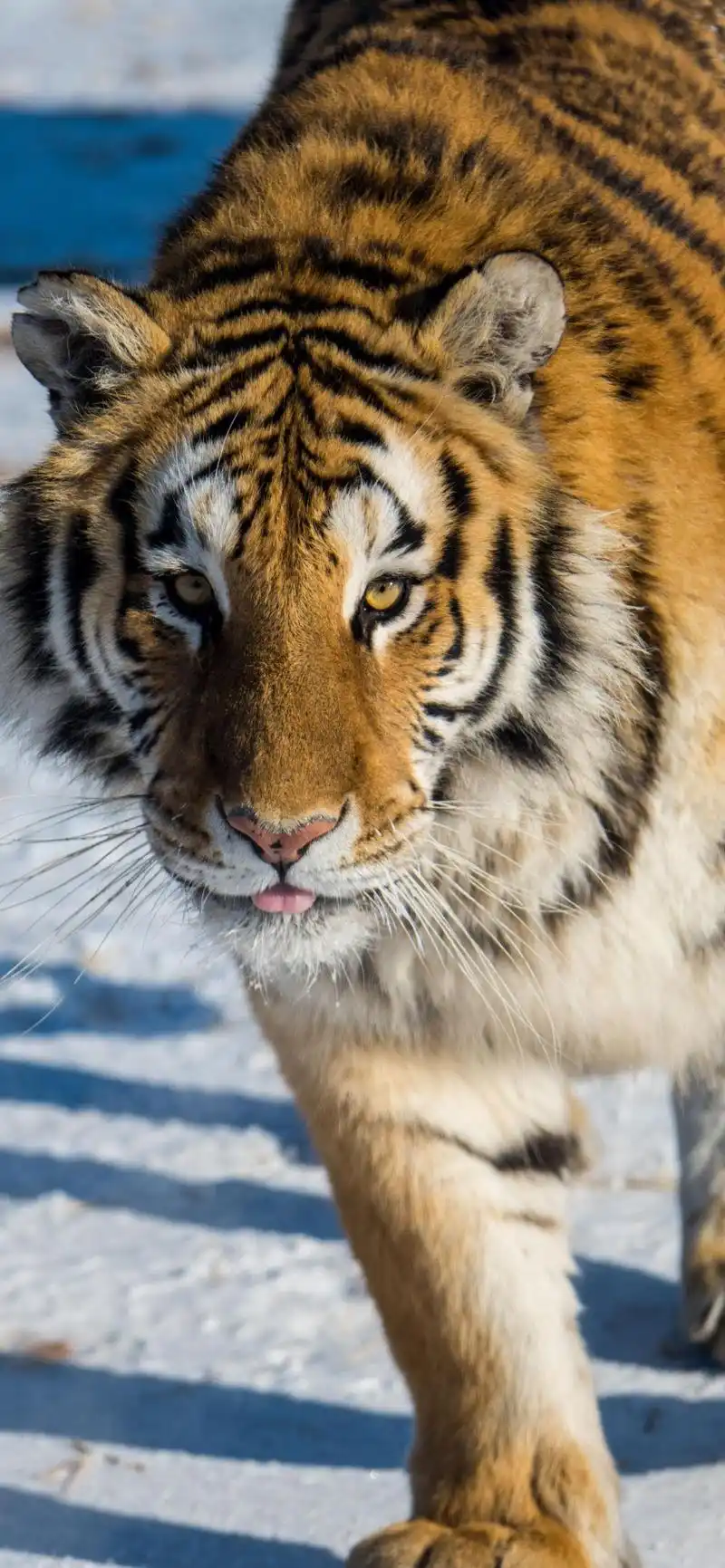 八张虎年高清手机壁纸,请收藏!