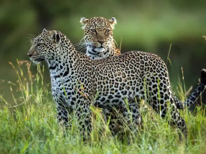 两个豹子,草,野生动物 壁纸