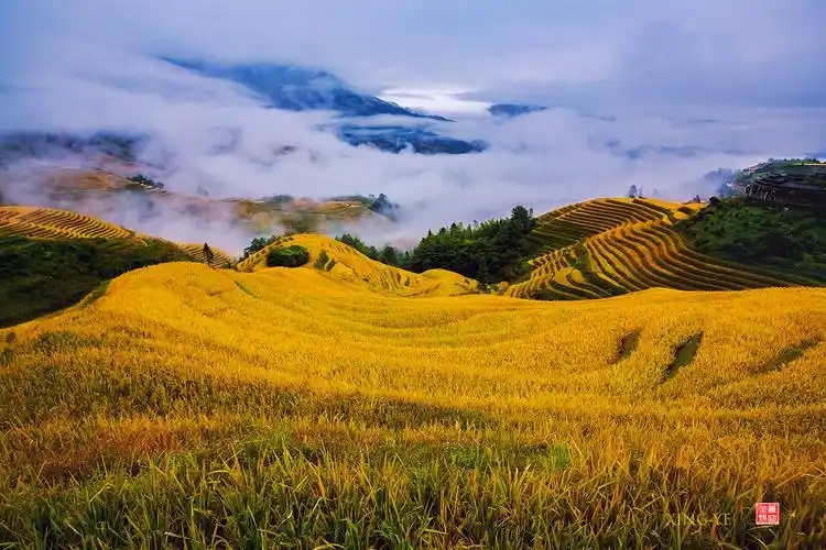 金秋稻田云缠绵