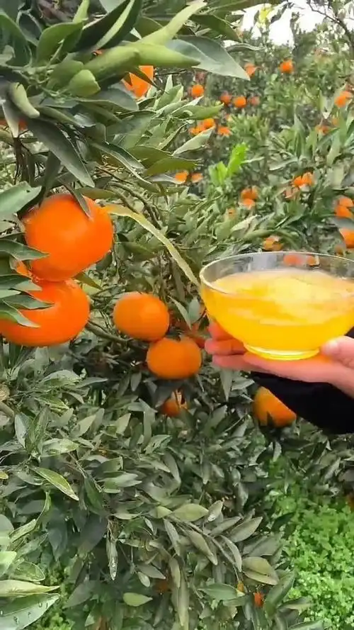 爆汁橙子,你吃过吗?