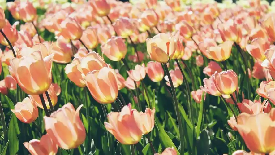 缤纷多彩壁纸【80】(小清新静态壁纸) - 静态壁纸下载 - 元气壁纸