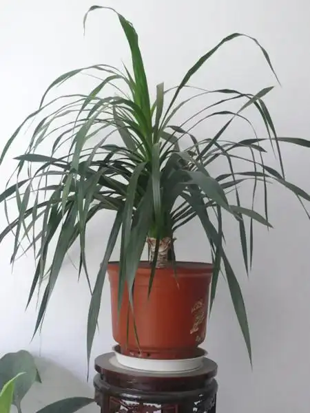 龙雪兰的养殖方法及注意事项