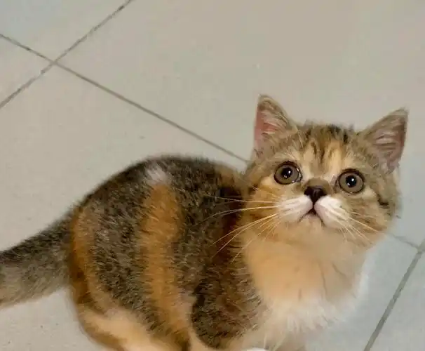 【已被领养】深圳宝安加菲橘猫串串找领养(无偿,但要求有点多)