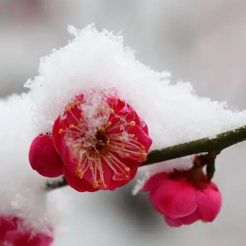 傲雪红梅