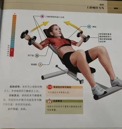 胸肌训练上斜哑铃飞鸟