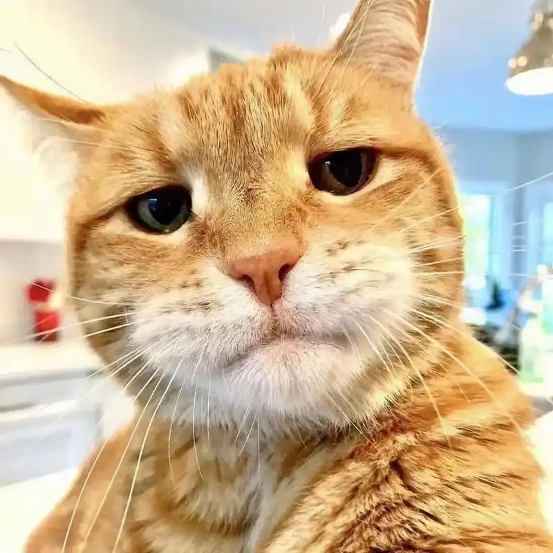 谁能拒绝会自拍的猫咪#优质头像 #治愈猫咪 - 抖音