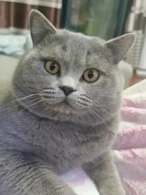 猫英短蓝猫