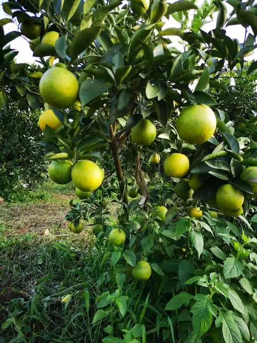 道统村的橙子成熟了.