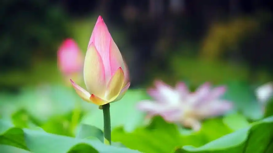 夏天,绽放,桃红色莲花,绿色叶子,特写镜头图片,4k高清其它图片,娟娟壁