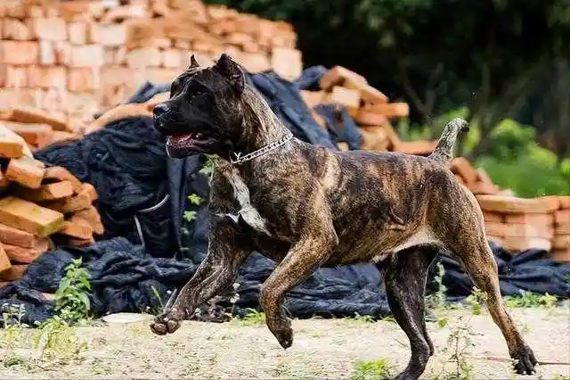 最容易咬人的十种狗(十大攻击性强的不会咬人的狗) - 爱西号