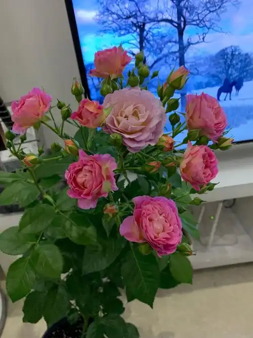 阳台盆栽新宠—小魔女甜心,花朵美又香,丰花勤花,冬天也有花看