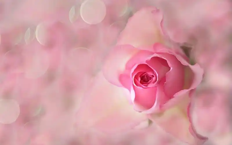 桌布 粉红色的花,玫瑰,花蕾,花瓣,耀斑 1920x1200 hd 高清桌布, 图片