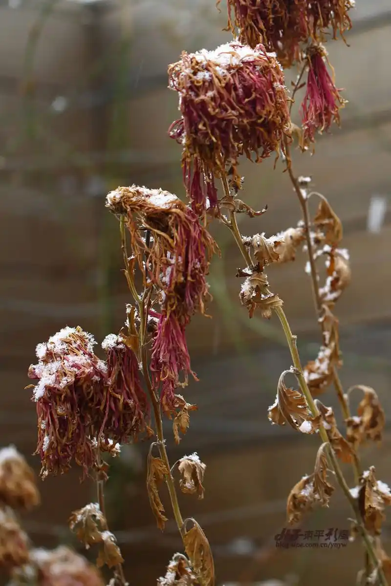 宁可抱香枝上老,不随黄叶舞秋风.