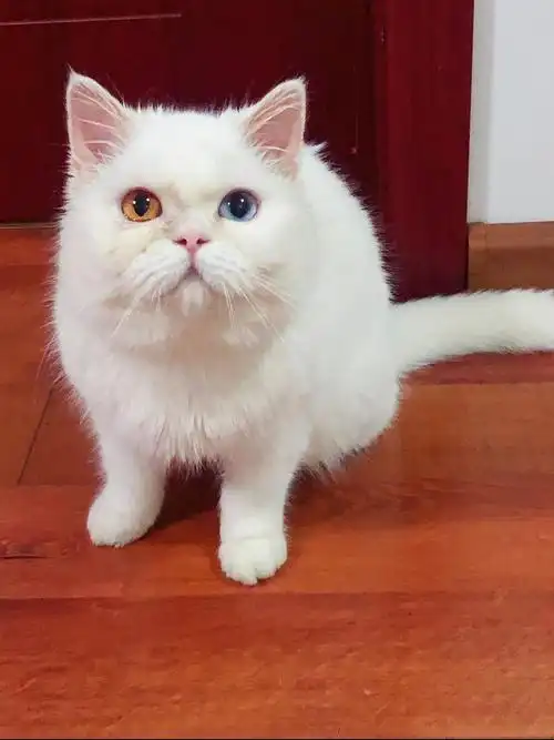 已被领走北京英短纯白异瞳神仙颜值小猫咪领养