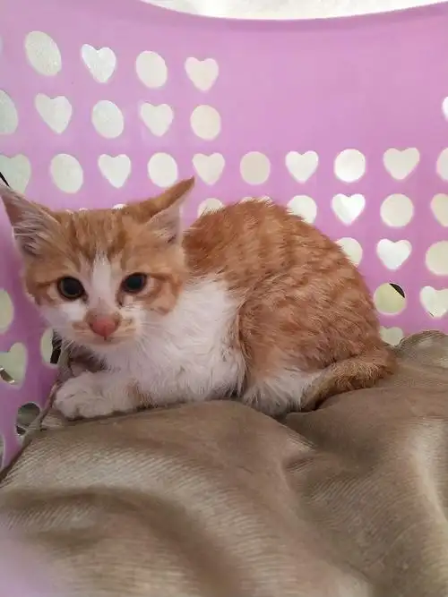 家住农村过段时间家周围应该有小土猫,有意者关注