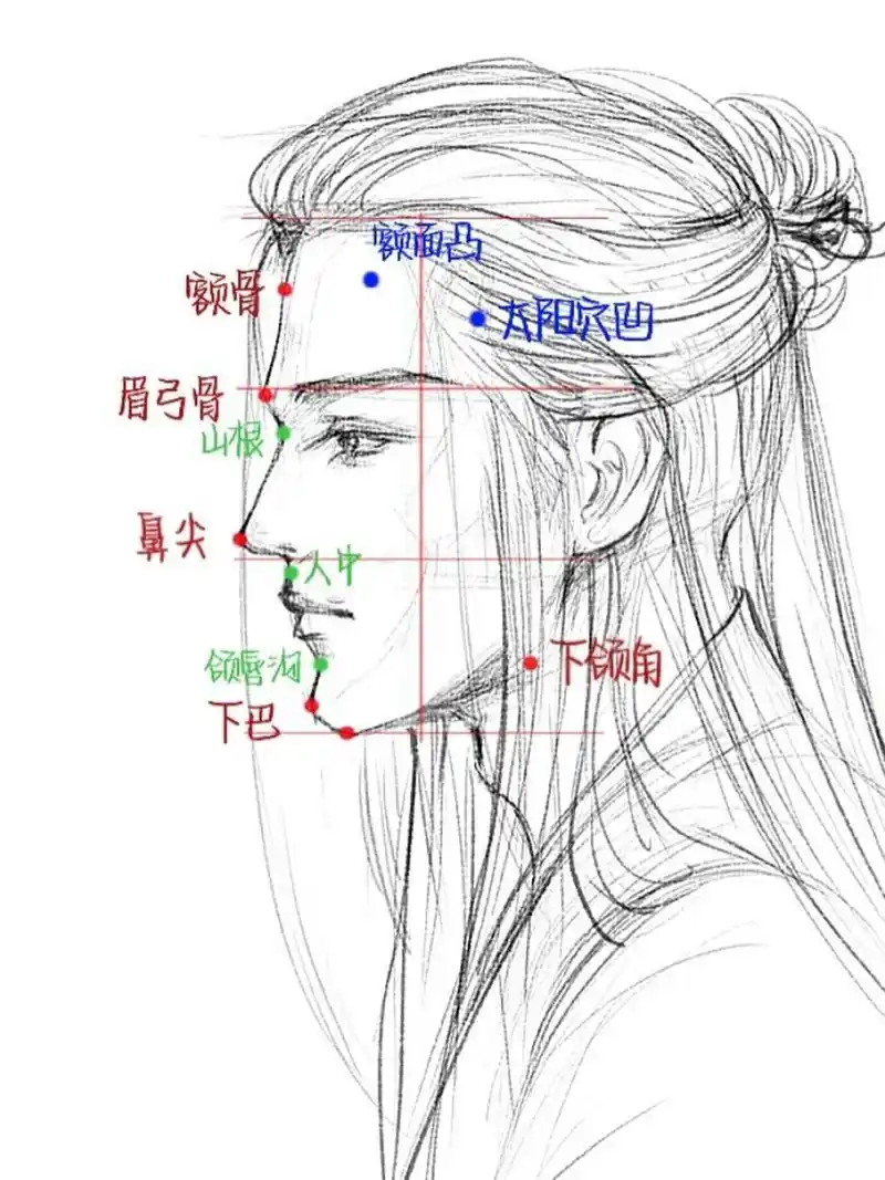 侧脸结构教程|找准这些位置,画出英俊侧脸 大家在画正侧脸的时候一定