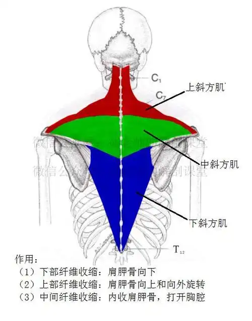 解剖微课堂斜方肌