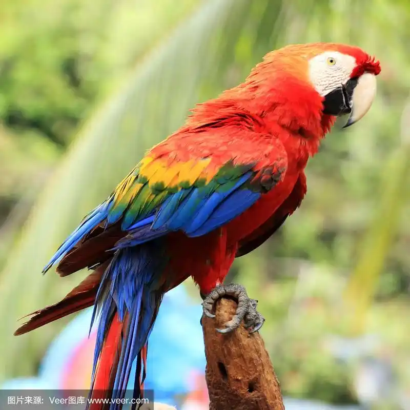 红金刚鹦鹉