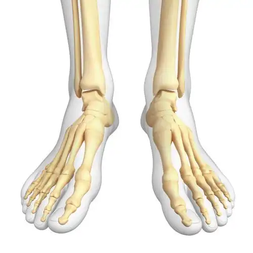 足,艺术品,人类脚趾,x光,人类骨架图片素材_id:160959265