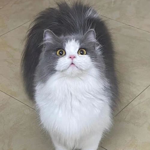 纯种英短蓝白猫英国短毛猫矮脚幼猫高地蓝白幼崽长毛蓝猫活体宠物