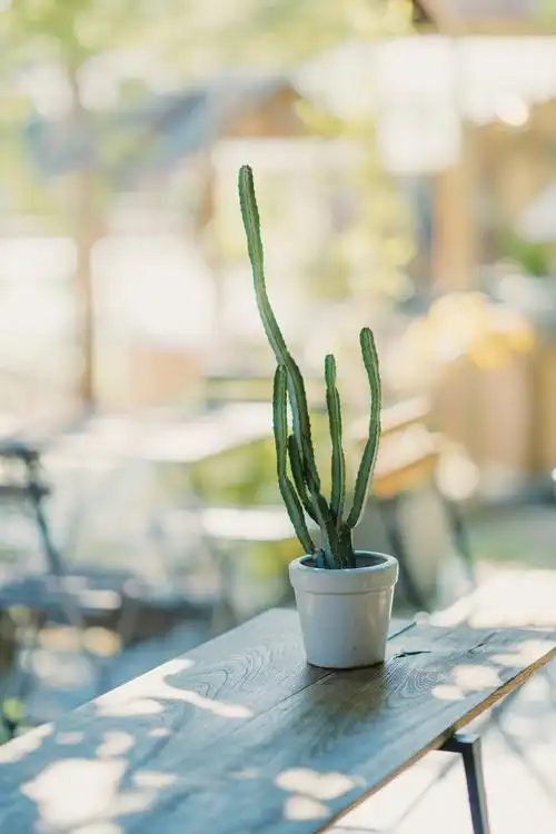 治愈的下午时光