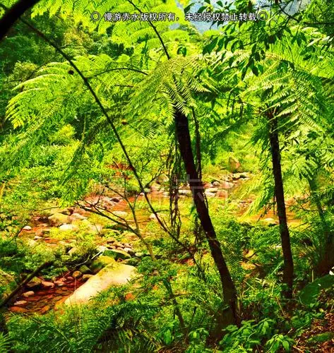 四川贵州重庆交界处的赤水无人区,美得令人窒息的原始秘境