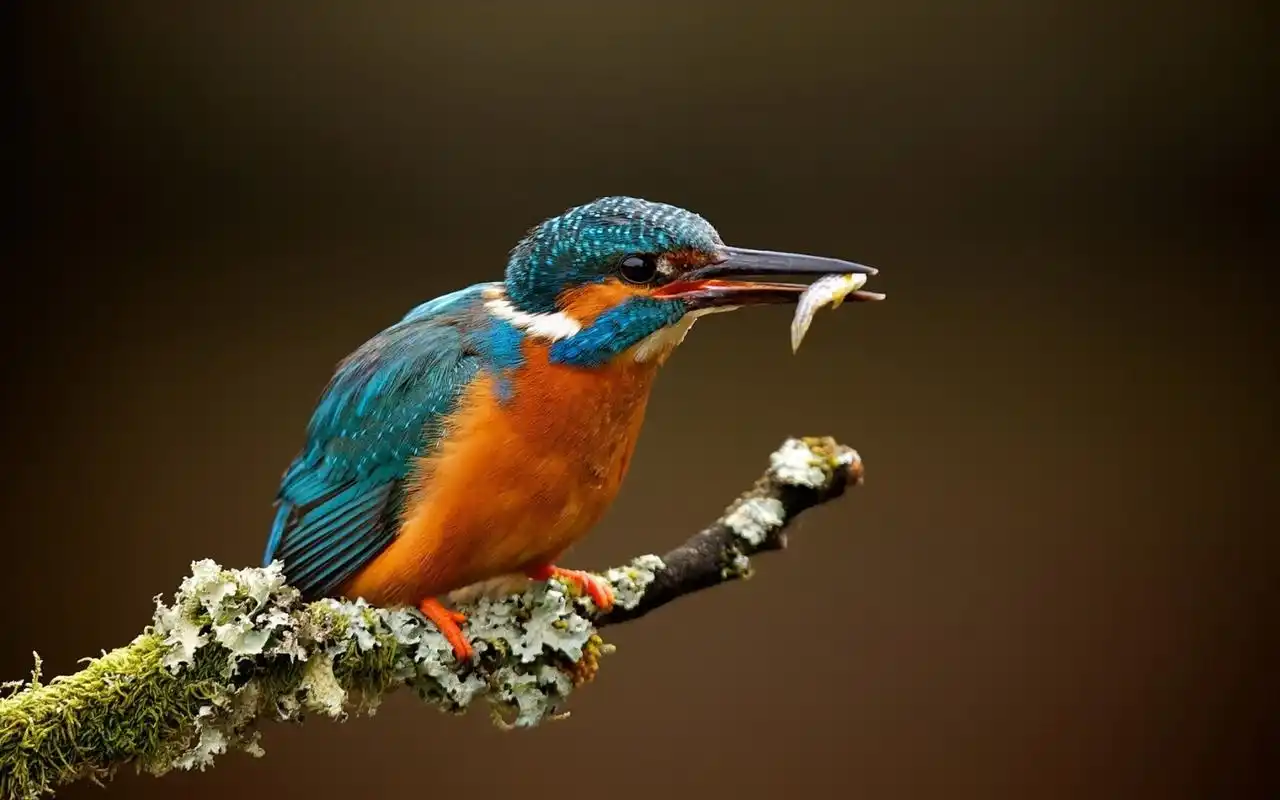 翠鸟捕鱼动物捕捉摄影高清图片桌面壁纸