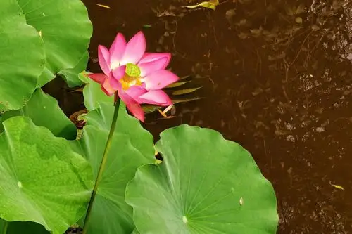 【华为p40pro】印象派"莫奈的秘密花园"