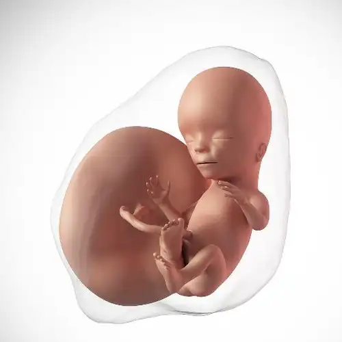 胎儿大脑发育的2个"黄金期",错过很遗憾,孕妈抓住机会