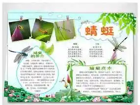 小鸟和蜻蜓的手抄报手抄报简单又漂亮