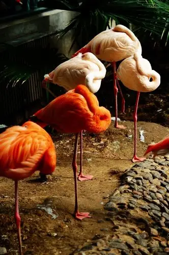 动物园拍火烈鸟