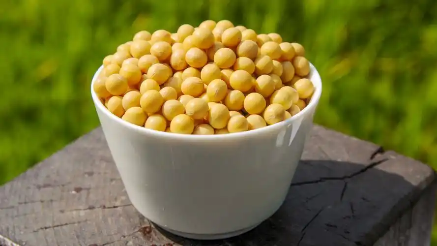 营养丰富的黄豆,高清图片-壁纸族