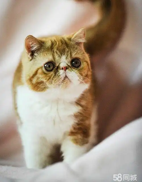 【图】纯种加菲猫转让 - 淄川宠物猫 - 淄博58同城