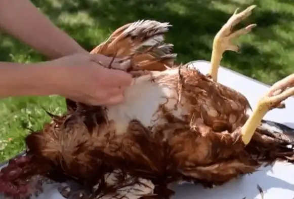 鸡毛太难拔只需往水里丢点厨房里的它1分钟拔干净不费力