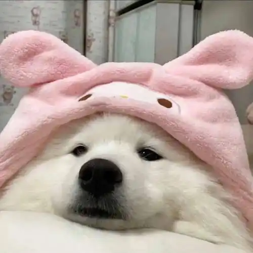 头像,我只用可爱小狗!