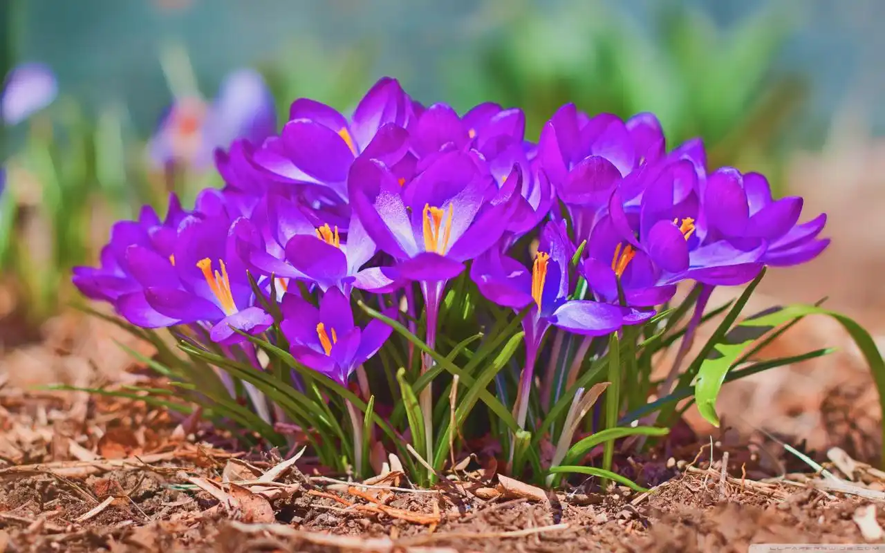 花卉唯美意境高清桌面壁纸