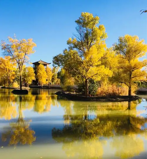 是最美大漠胡杨,最绚烂的胡扬林,最美的景色是秋天,最美的颜色是胡扬