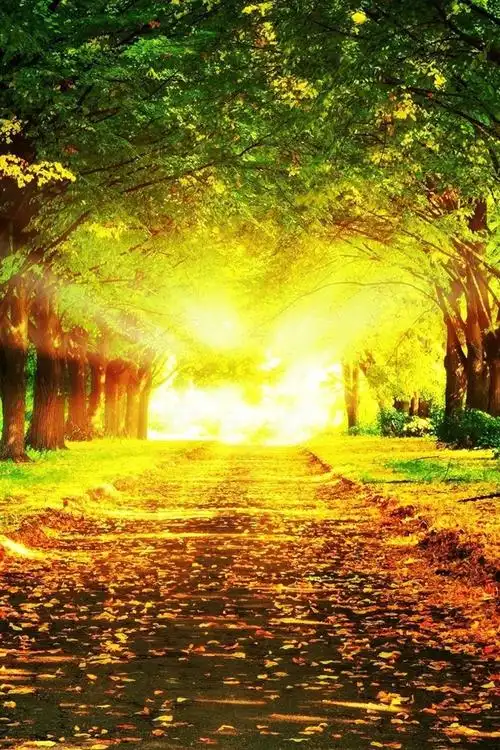 壁纸 秋天美好的风景,路,树,草,太阳光芒 2560x1600 hd 高清壁纸